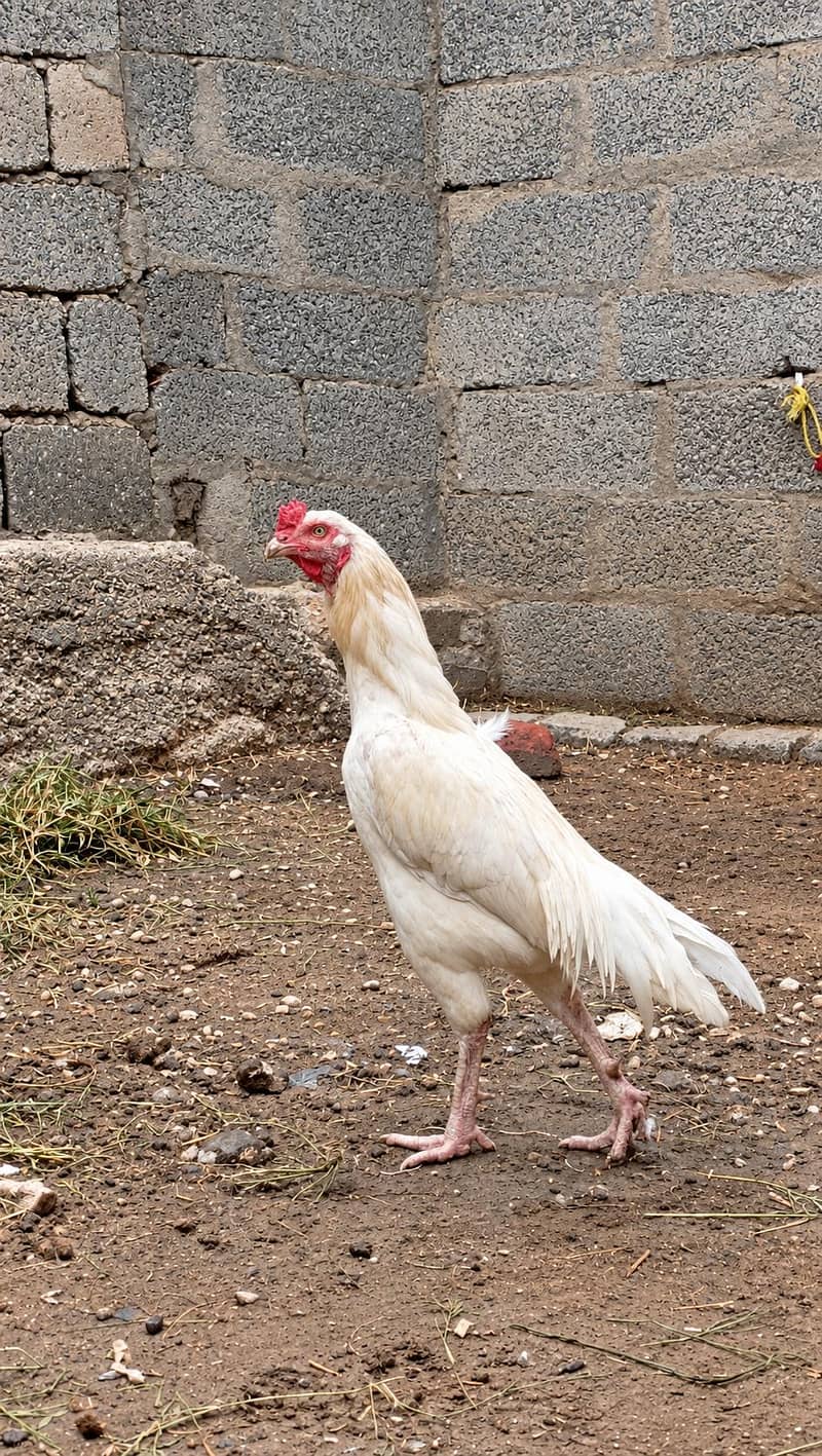 Lahore hens 0
