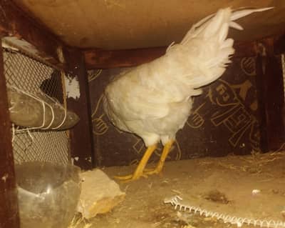 9 Desi Murgiyan Golden Misri Farmi Murghay Karachi + Pinjra