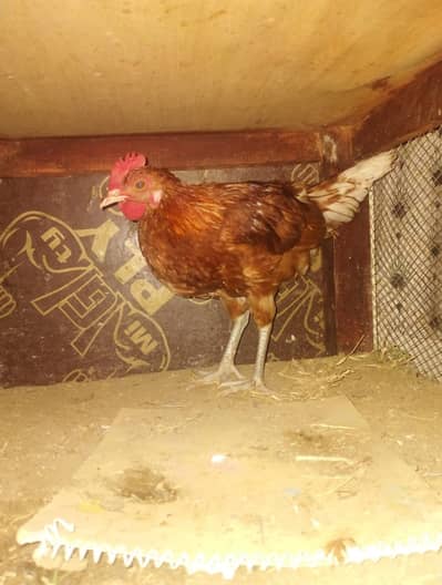 9 Desi Murgiyan Golden Misri Farmi Murghay Karachi + Pinjra
