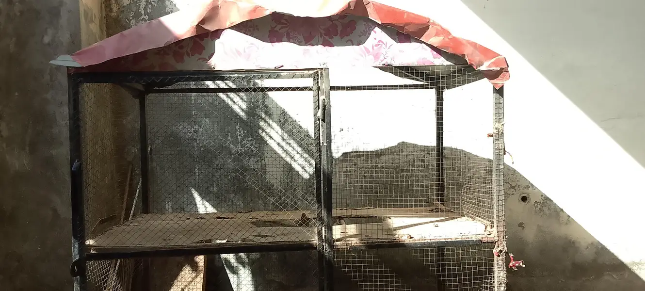 cage for sell whatapps 03464506600 — photo 2