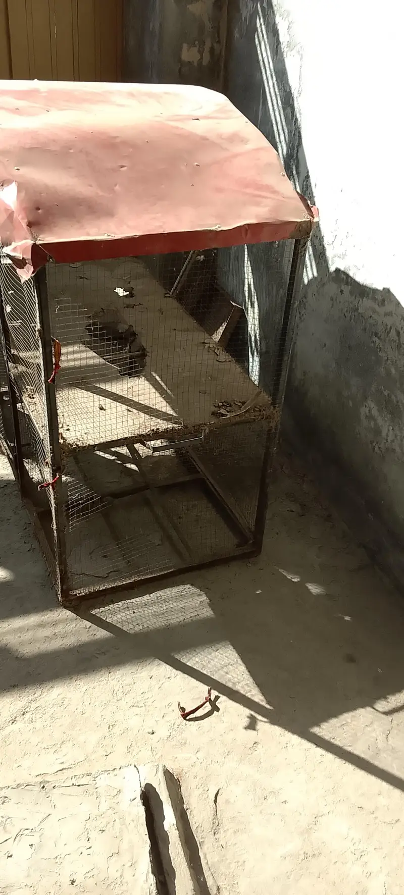 cage for sell whatapps 03464506600 — photo 3