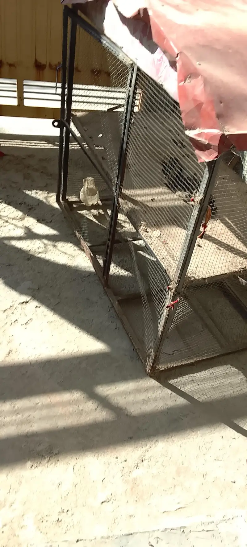 cage for sell whatapps 03464506600 — photo 4