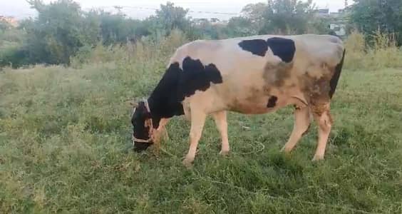 Cow Cow