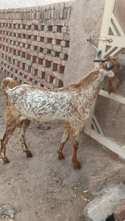 Pure Makhi Cheena Breeder - Delivery available all over Pakistan