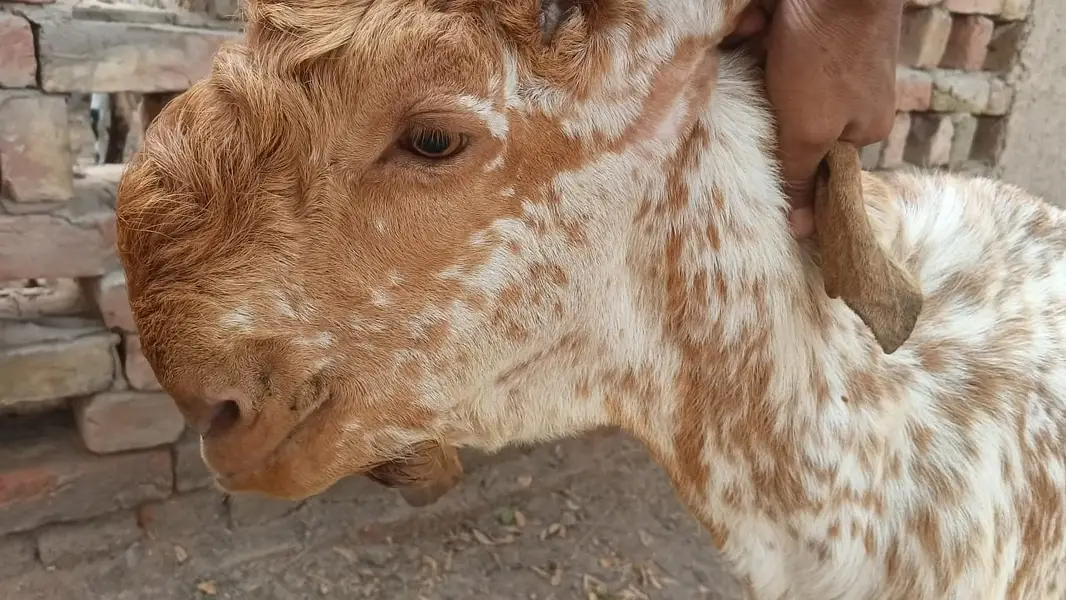 Pure Makhi Cheena Breeder - Delivery available all over Pakistan — photo 2