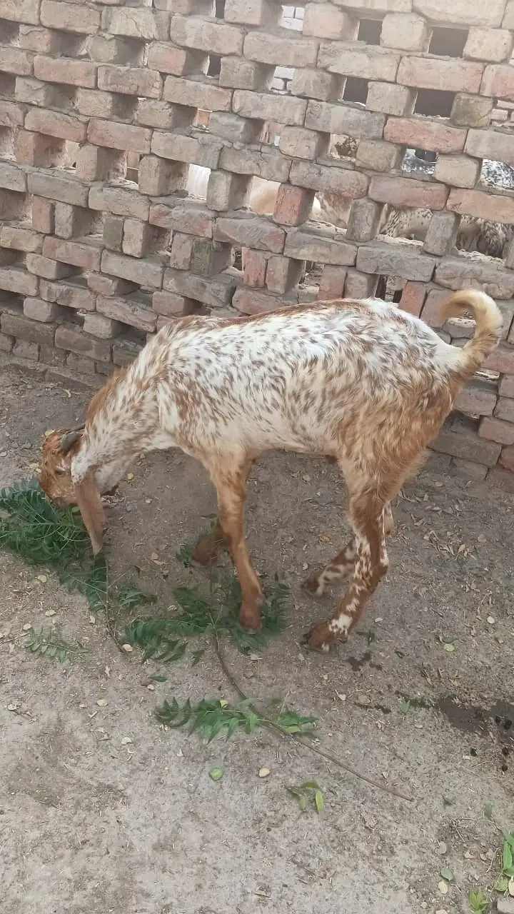Pure Makhi Cheena Breeder - Delivery available all over Pakistan — photo 3