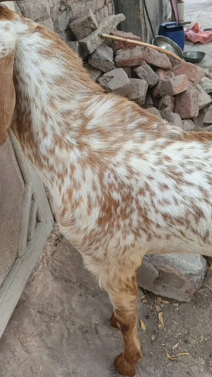 Pure Makhi Cheena Breeder - Delivery available all over Pakistan — photo 5