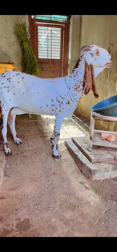 Pure Makki Chinni Bakri goat