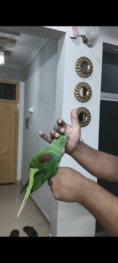 raw parrot for sale