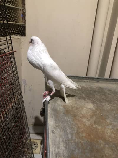 Pouter adult female