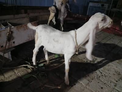 bakra