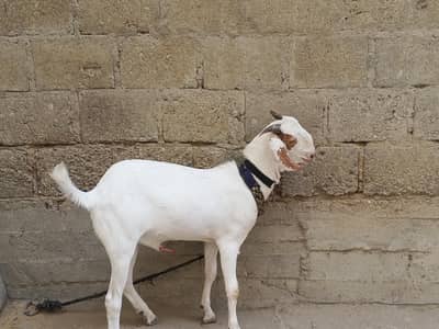 Rajanpuri cross Bakra For Sale