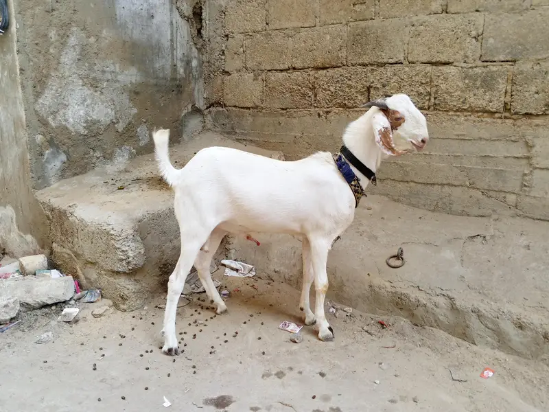 Rajanpuri cross Bakra For Sale — photo 2