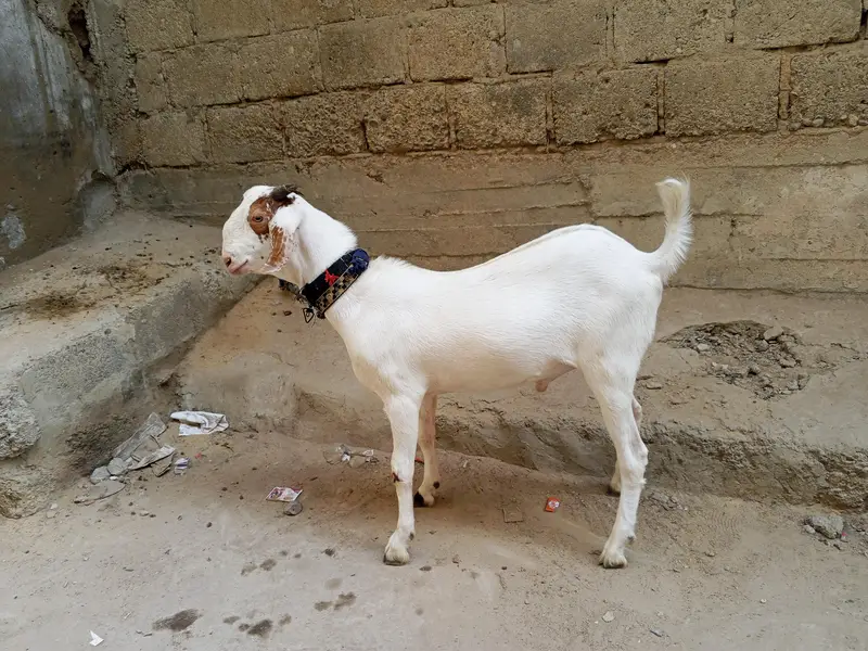 Rajanpuri cross Bakra For Sale — photo 3