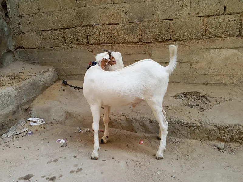Rajanpuri cross Bakra For Sale — photo 4