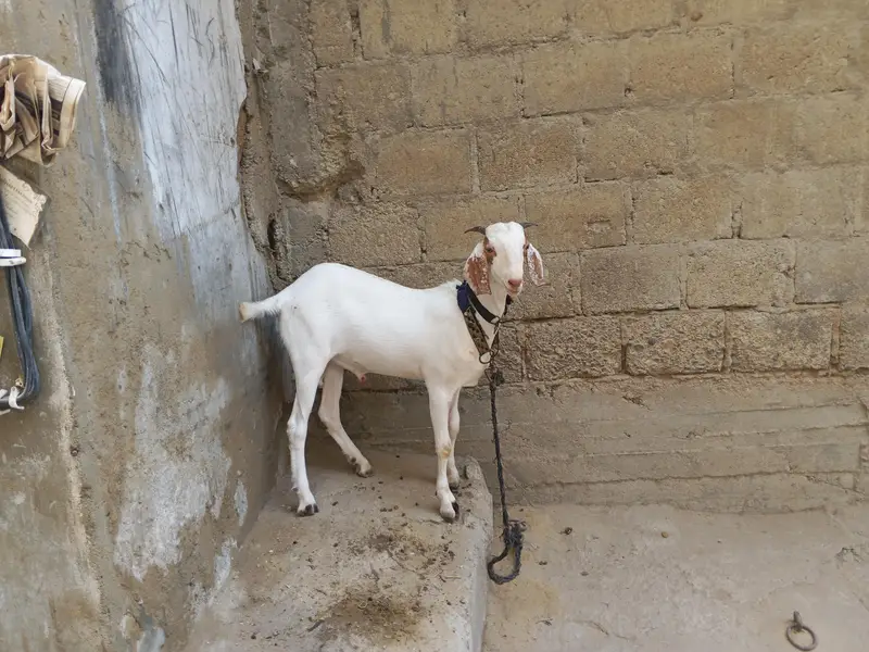 Rajanpuri cross Bakra For Sale — photo 5