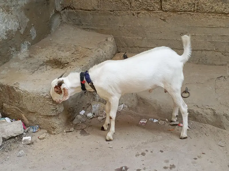 Rajanpuri cross Bakra For Sale — photo 6