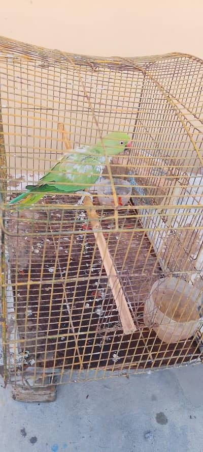 parrot fol sale