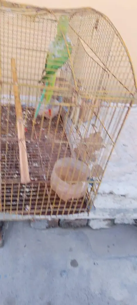parrot fol sale — photo 2