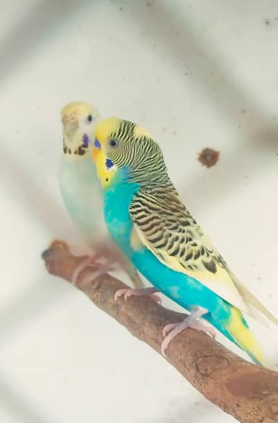 Breeder pair exchange white Doves khumray