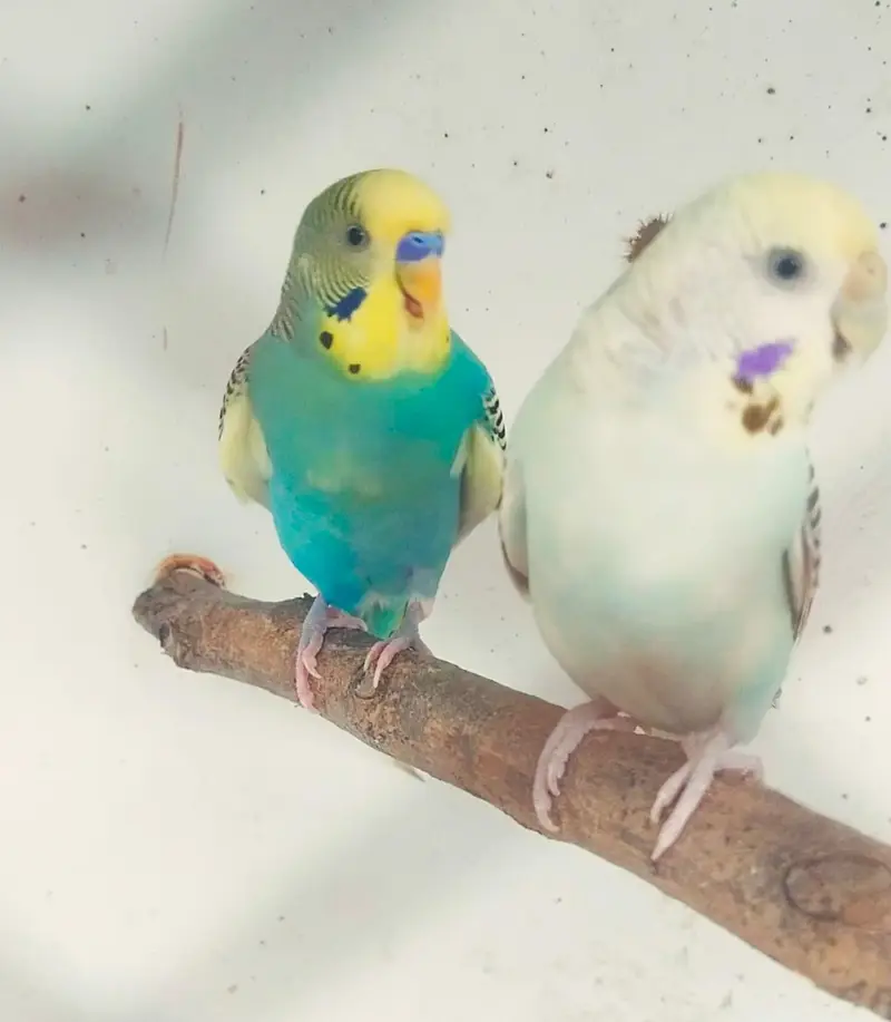 Breeder pair exchange white Doves khumray — photo 2