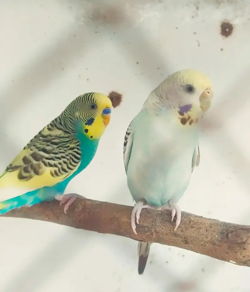 Breeder pair exchange white Doves khumray — photo 3
