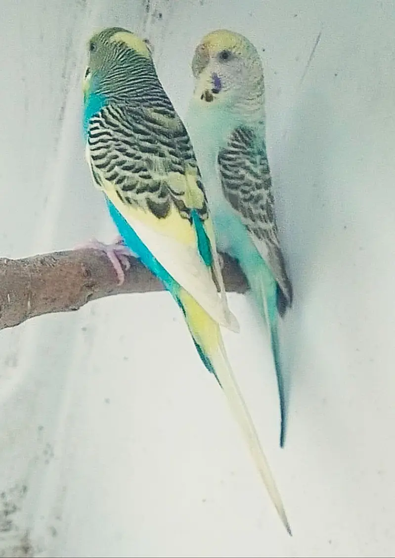 Breeder pair exchange white Doves khumray — photo 4