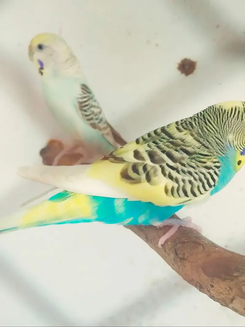 Breeder pair exchange white Doves khumray — photo 5