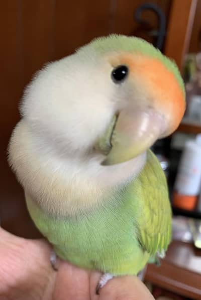 love bird for sale