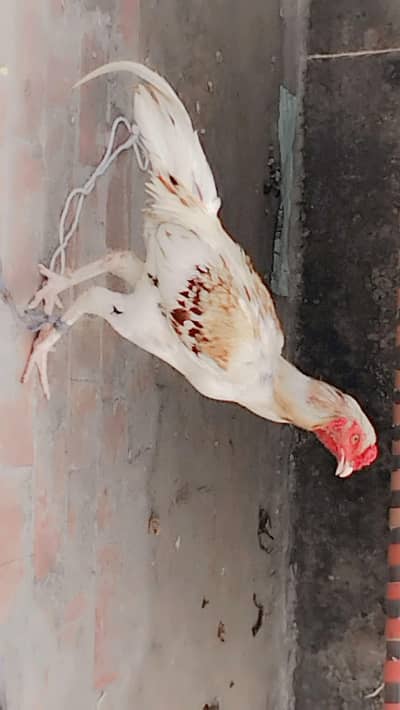 aseel pair available ha best quality ka ha