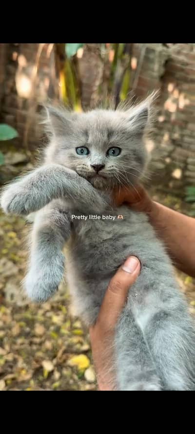 Blue Eyes Gray Persian male kitten - Triple Coated