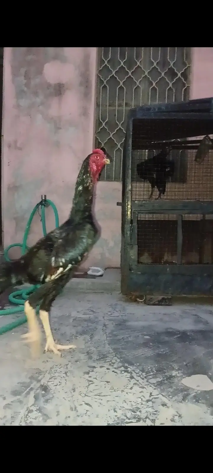 Pure black O shamo pair for sale ready to breed — photo 2