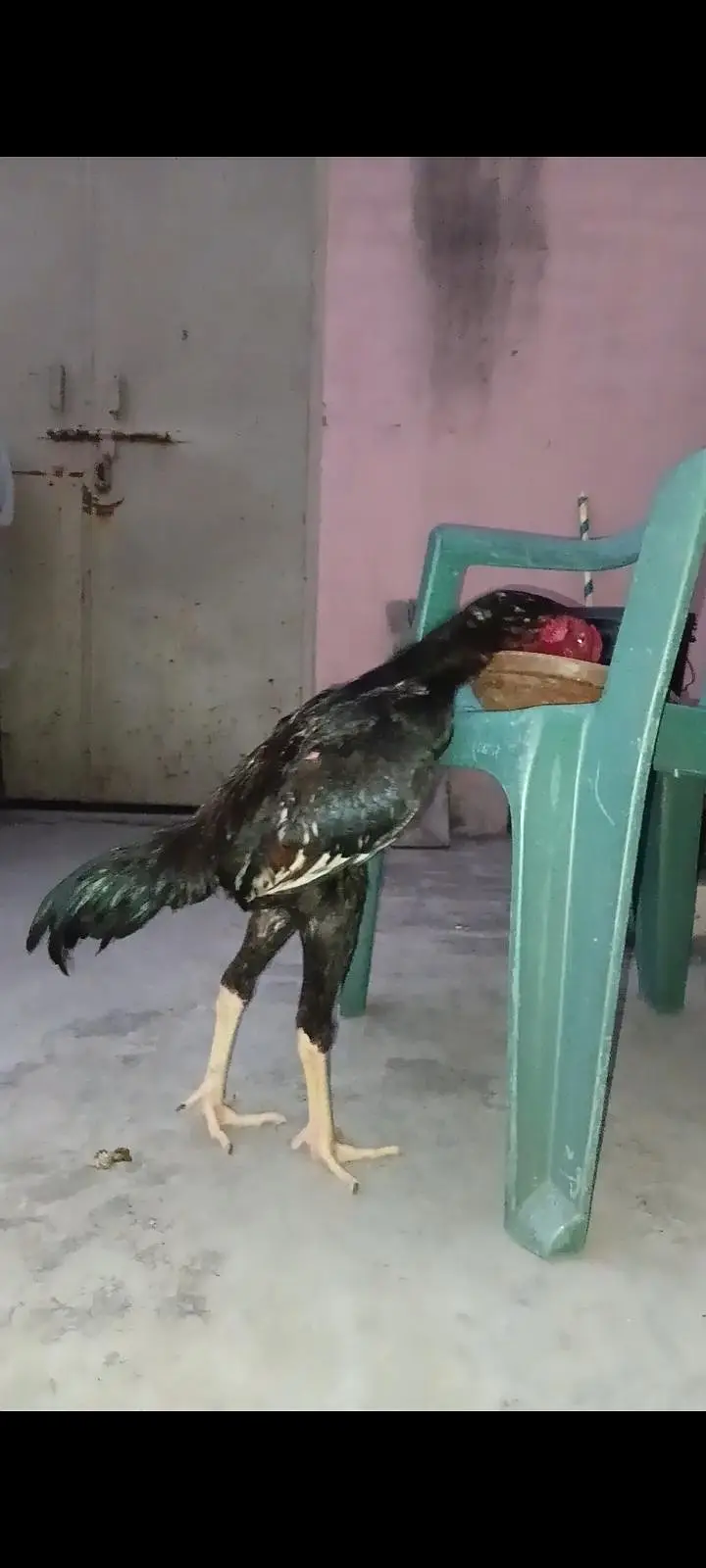 Pure black O shamo pair for sale ready to breed — photo 5