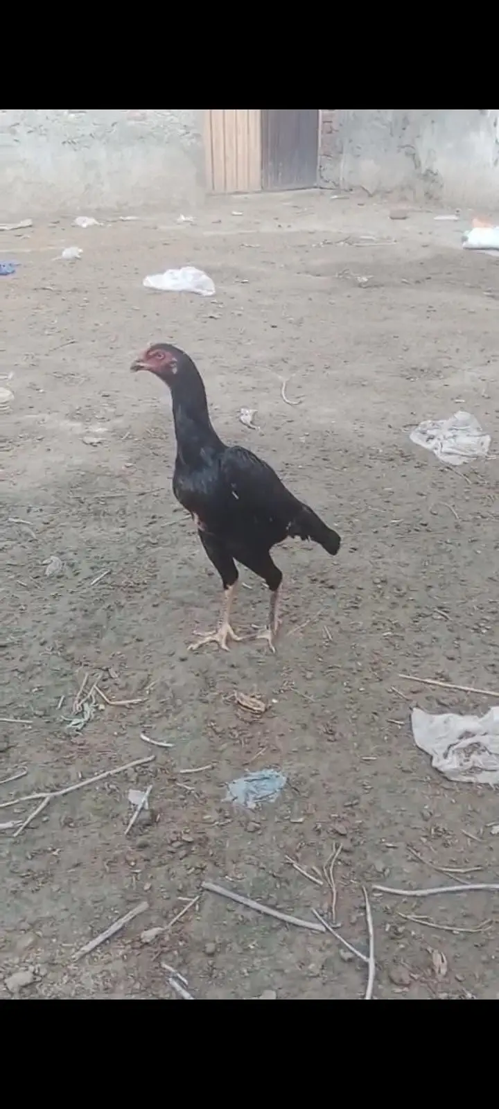 Pure black O shamo pair for sale ready to breed — photo 6