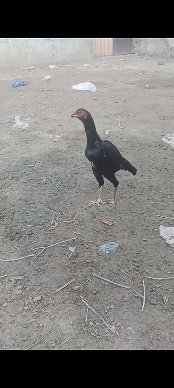 Pure black O shamo pair for sale ready to breed — photo 7