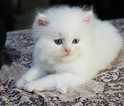 Persian Kittens (Cats)
