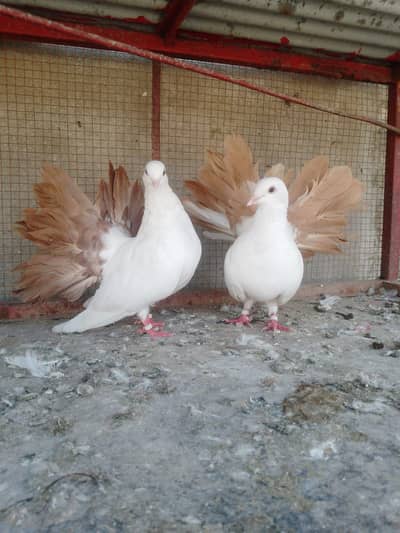 1 red tail Lucky pair breeder + 1 white lucky breeder pair for sale