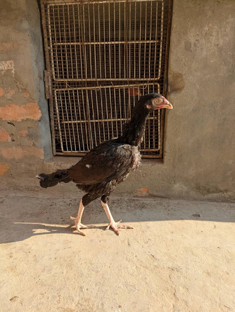 High quality pathi 4