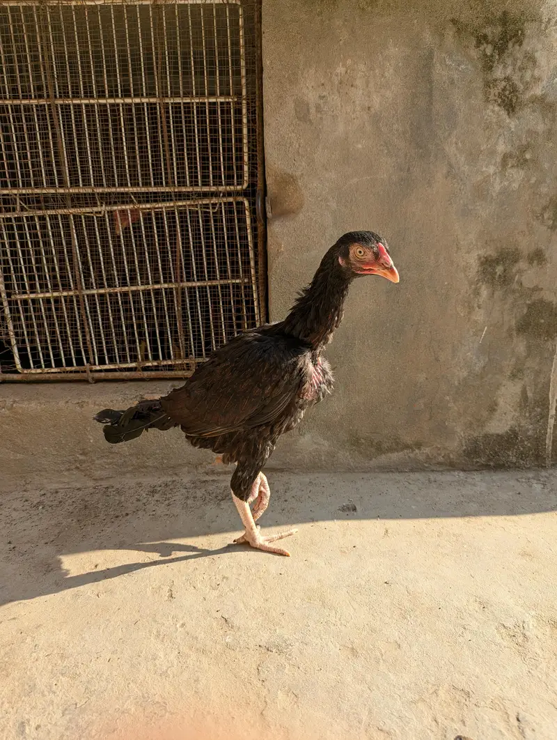 High quality pathi — photo 7
