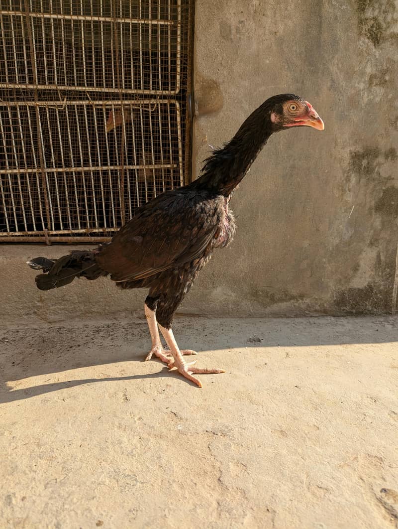 High quality pathi 7