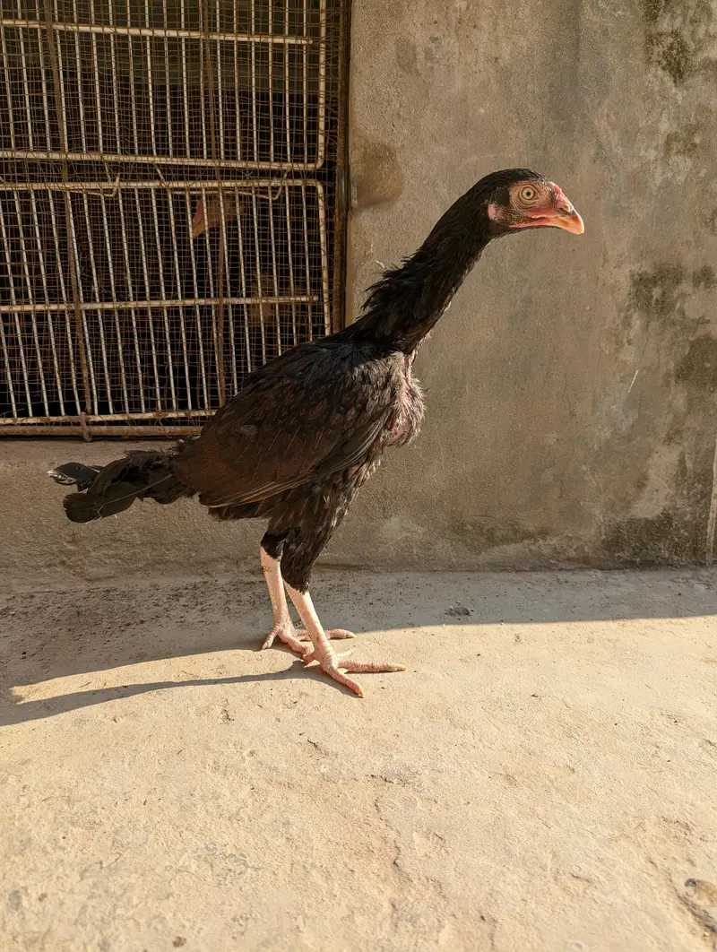High quality pathi — photo 8