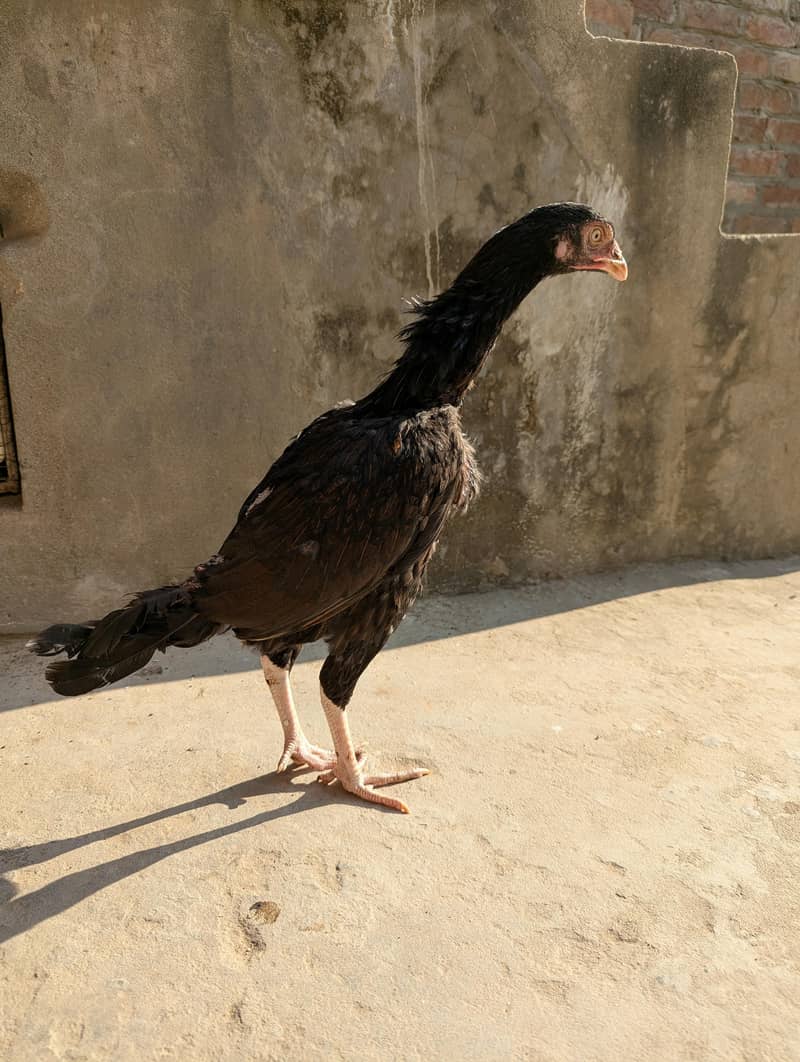 High quality pathi 8