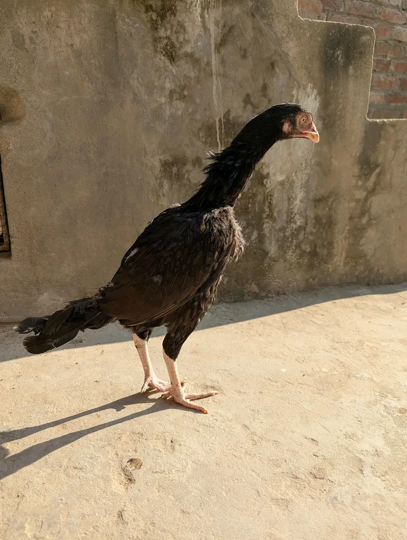 High quality pathi — photo 9
