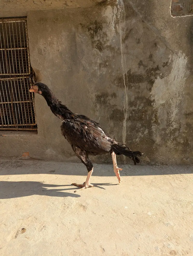 High quality pathi — photo 10
