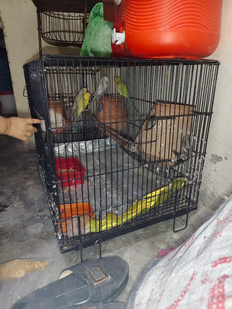 2 breeding cage for sale 1 cage without tray — photo 3