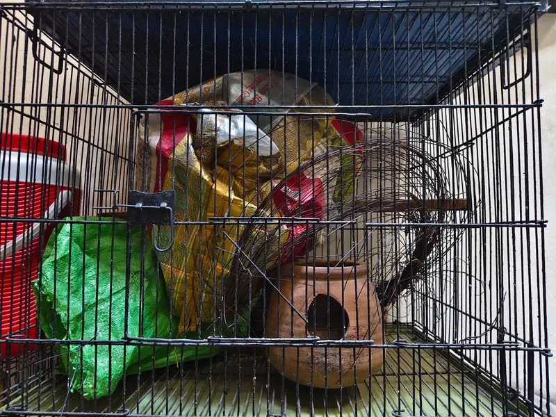 2 breeding cage for sale 1 cage without tray — photo 4
