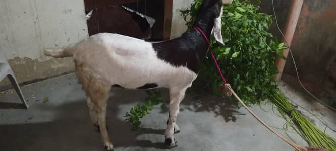 kheera bakra