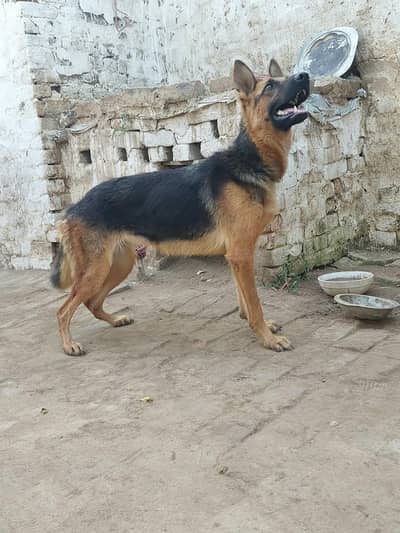 German shepherd female