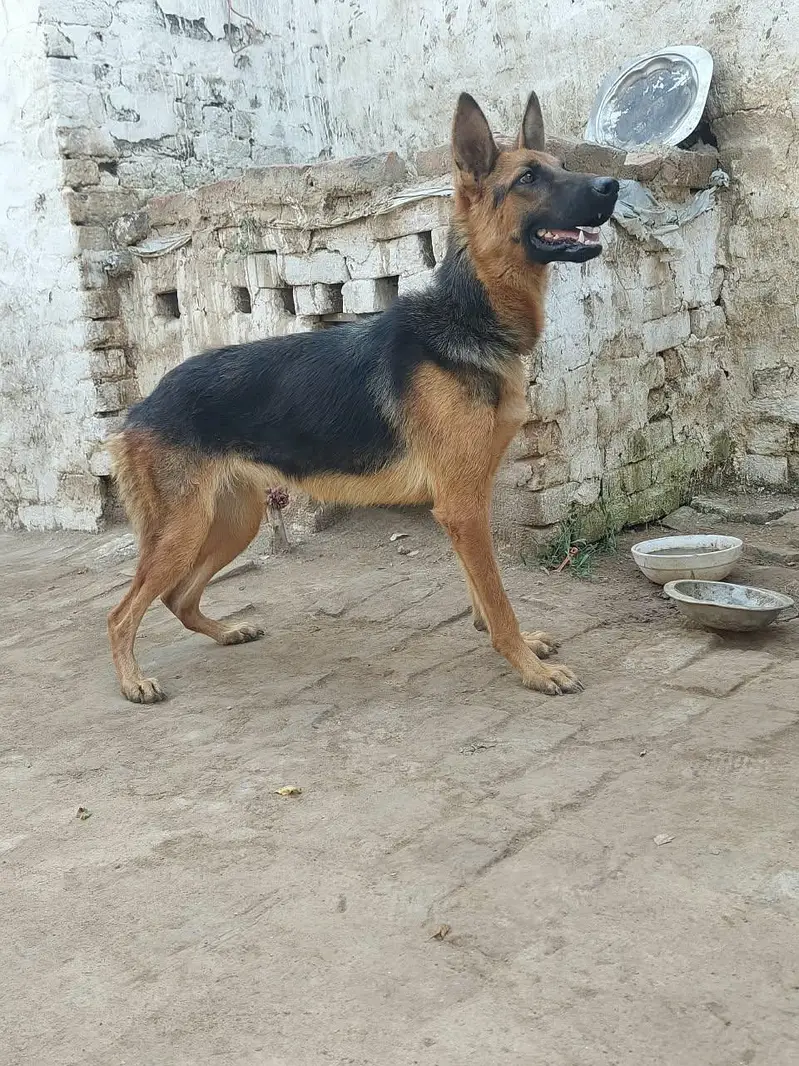 German shepherd female — photo 2