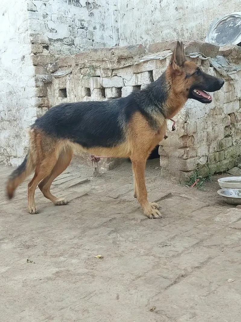 German shepherd female — photo 3
